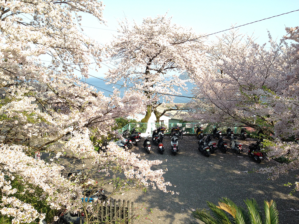 伊豆多賀駅の桜